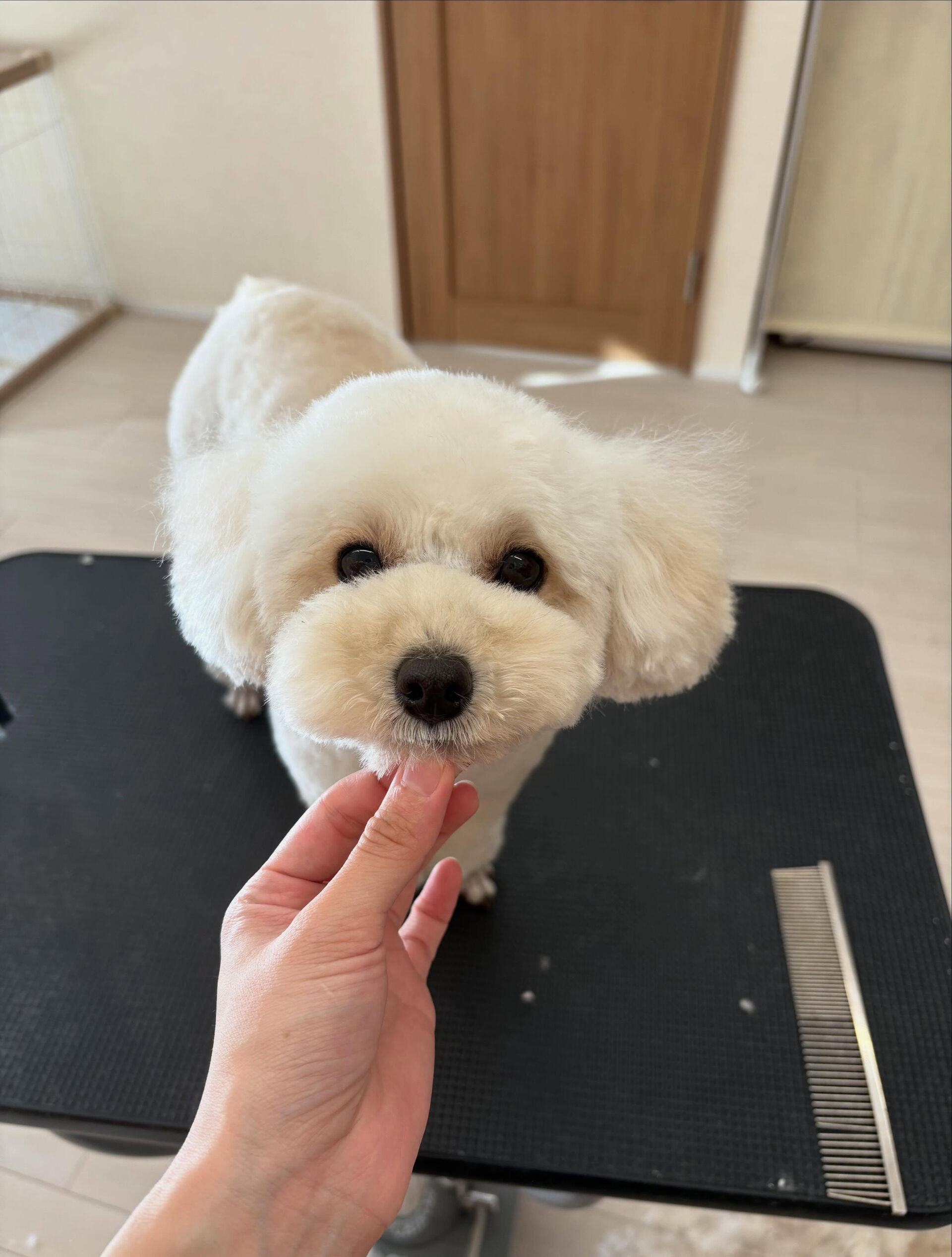 プードルのメリーちゃん