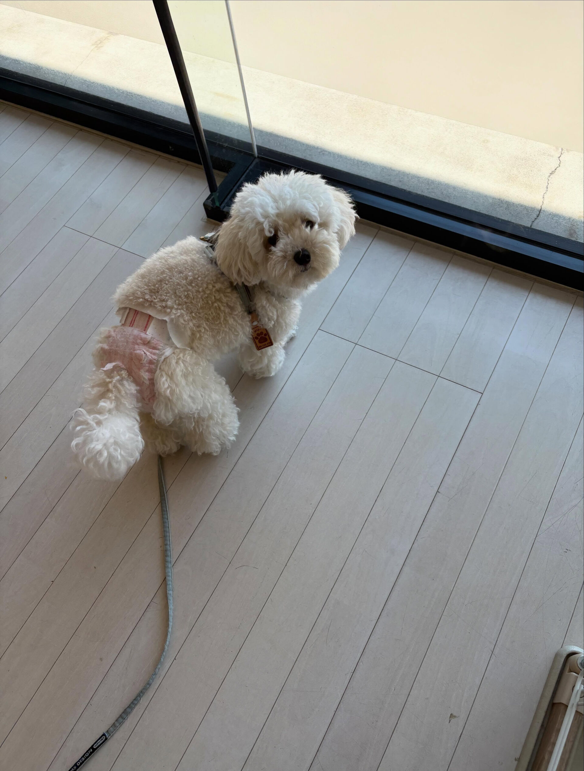 プードルのメリーちゃん