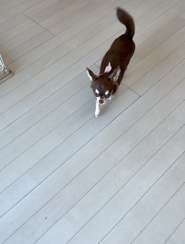 チワワのユノちゃん