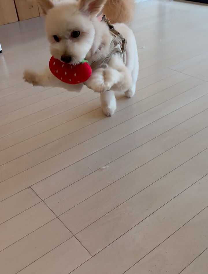 ミックスのもこちゃん
