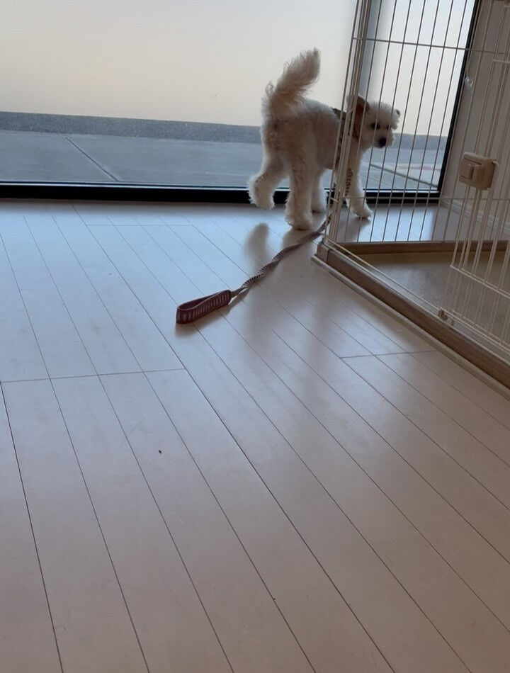 ミックスのもこちゃん