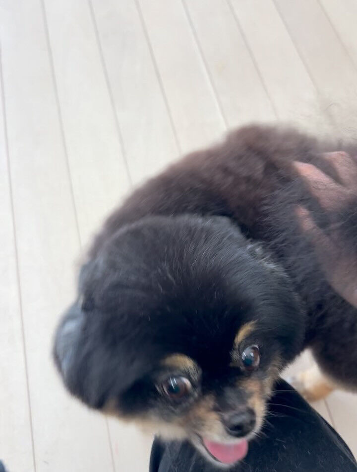 ポメラニアンの小梅ちゃん