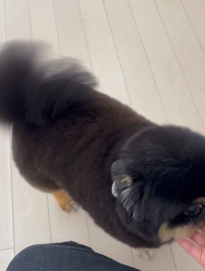 ポメラニアンの小梅ちゃん