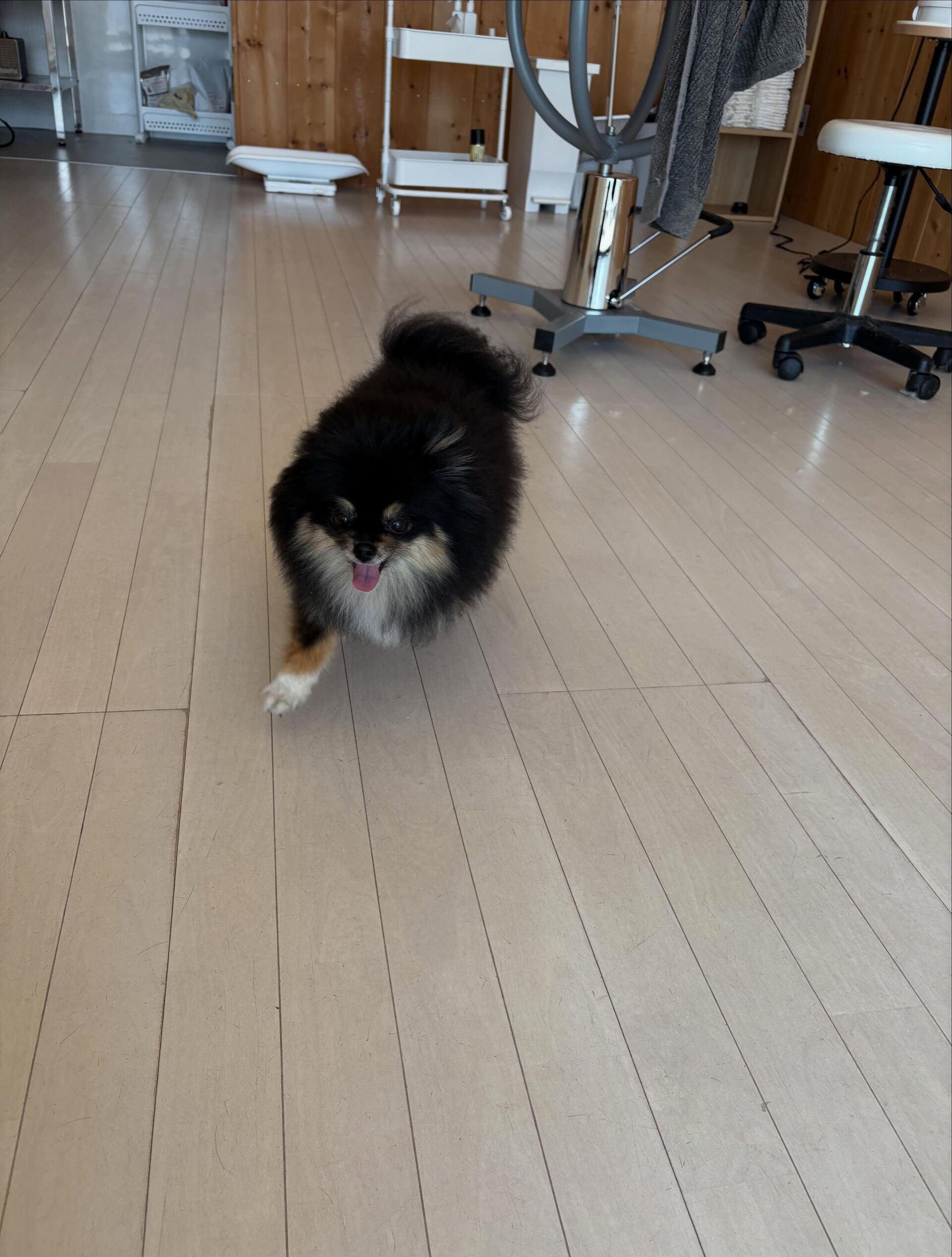 ポメラニアンの小梅ちゃん