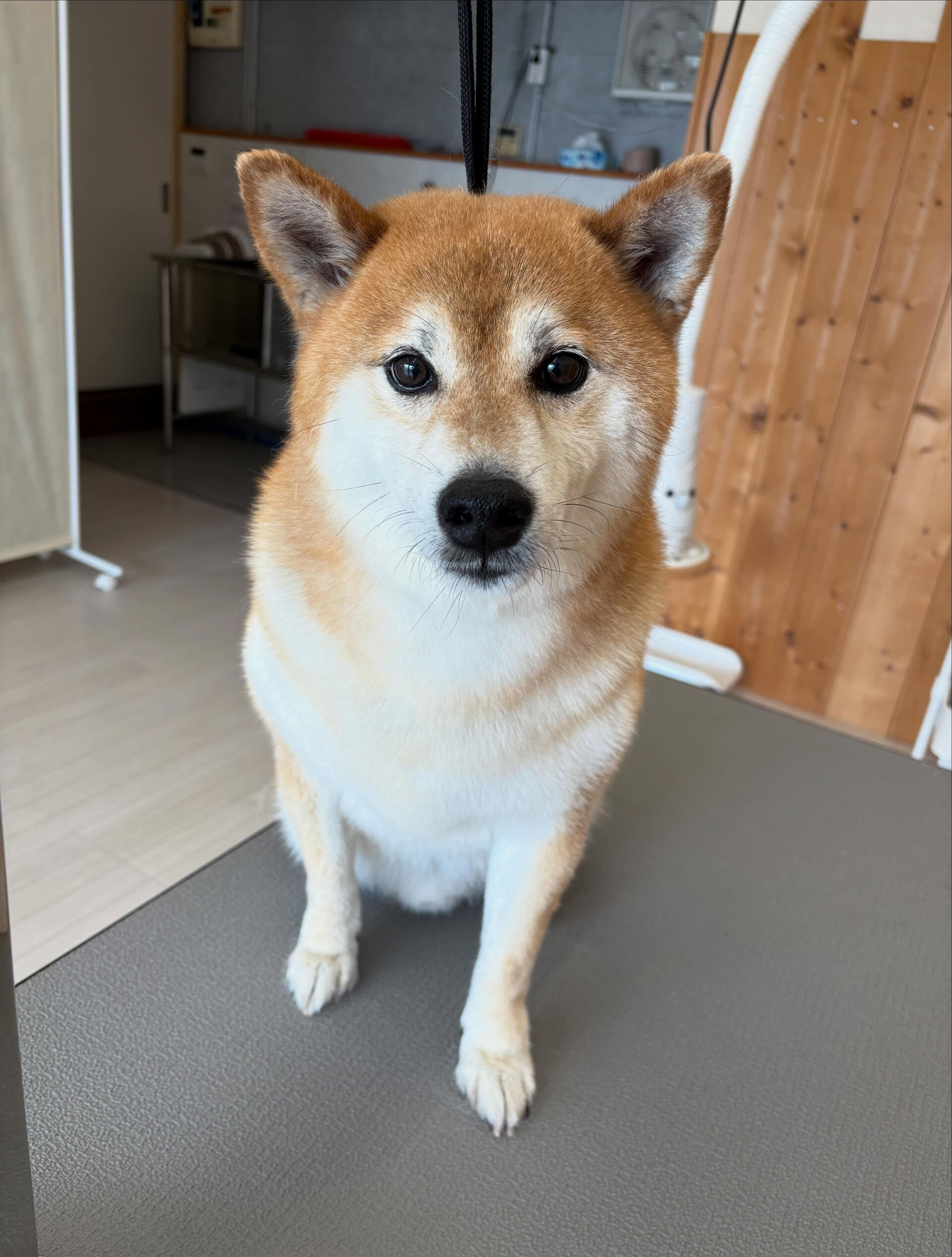 柴犬ののりお君