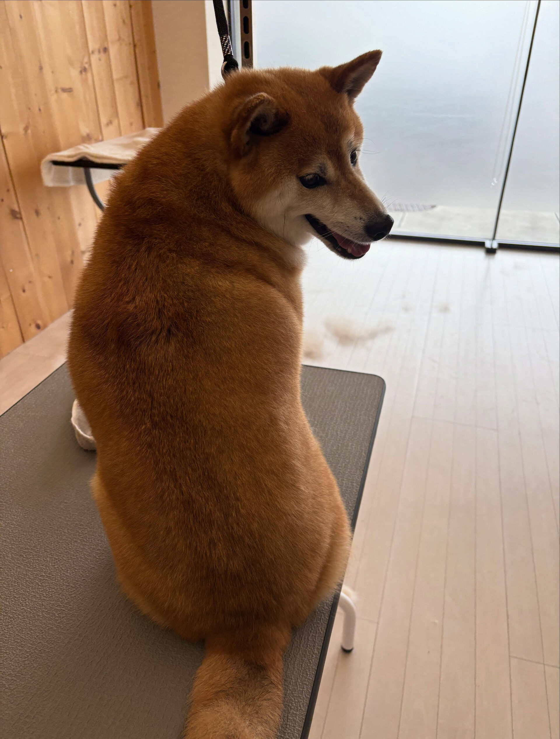 柴犬ののりお君