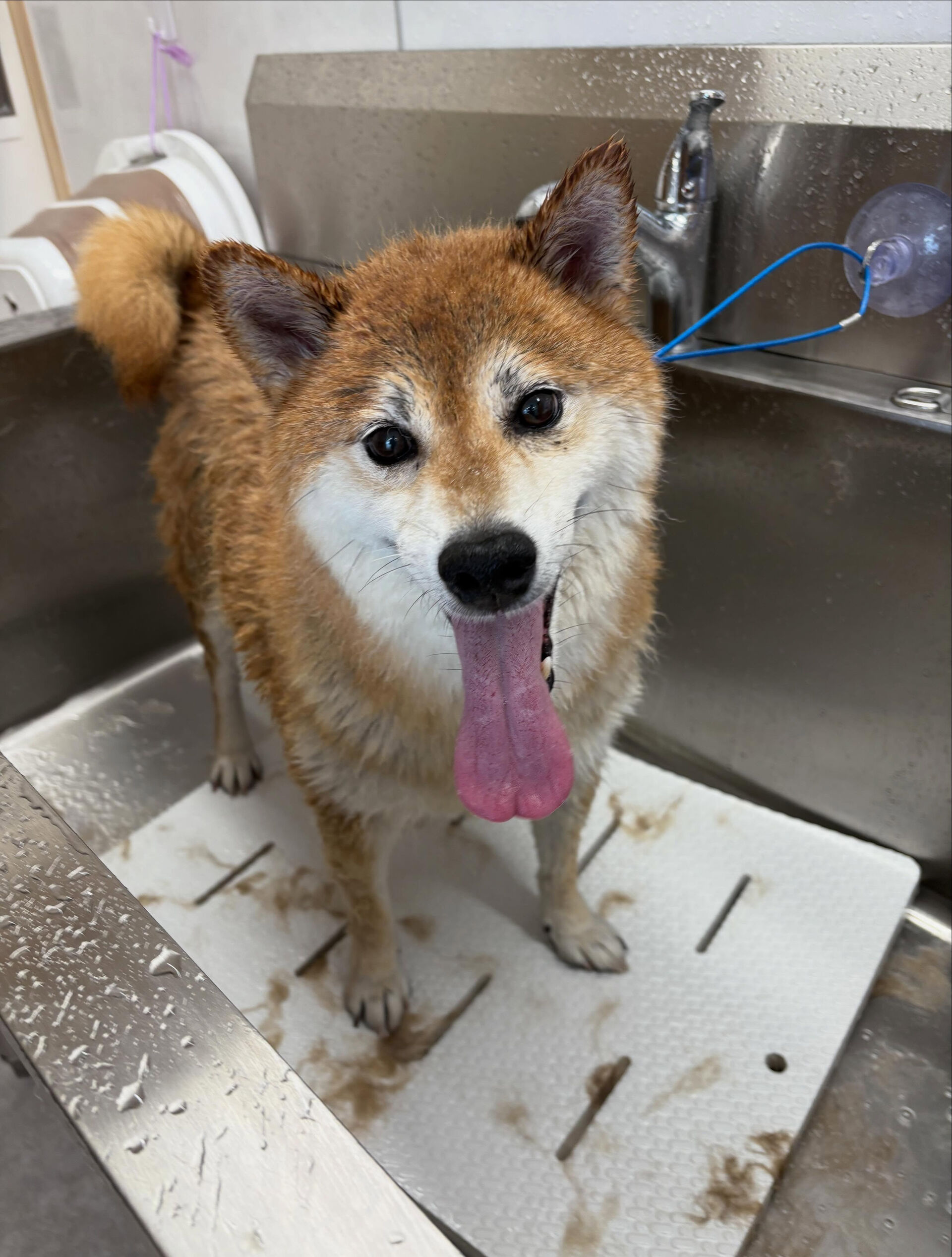 柴犬ののりお君