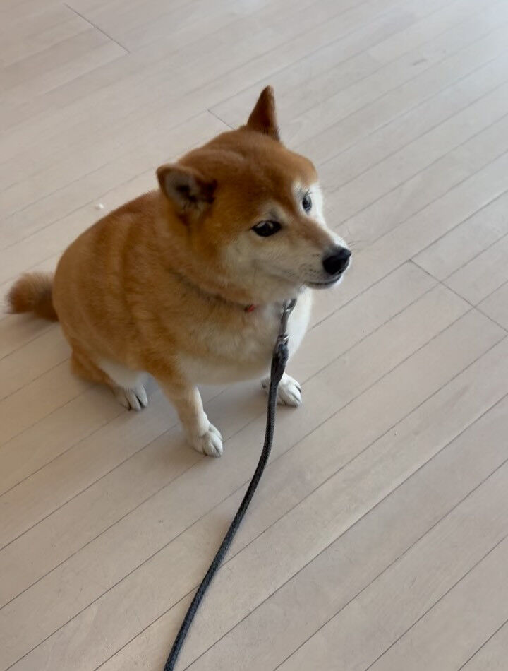 柴犬ののりお君