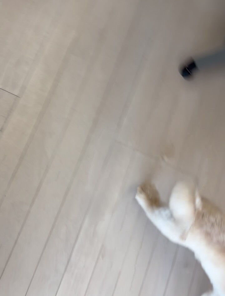 ミックスのベア君