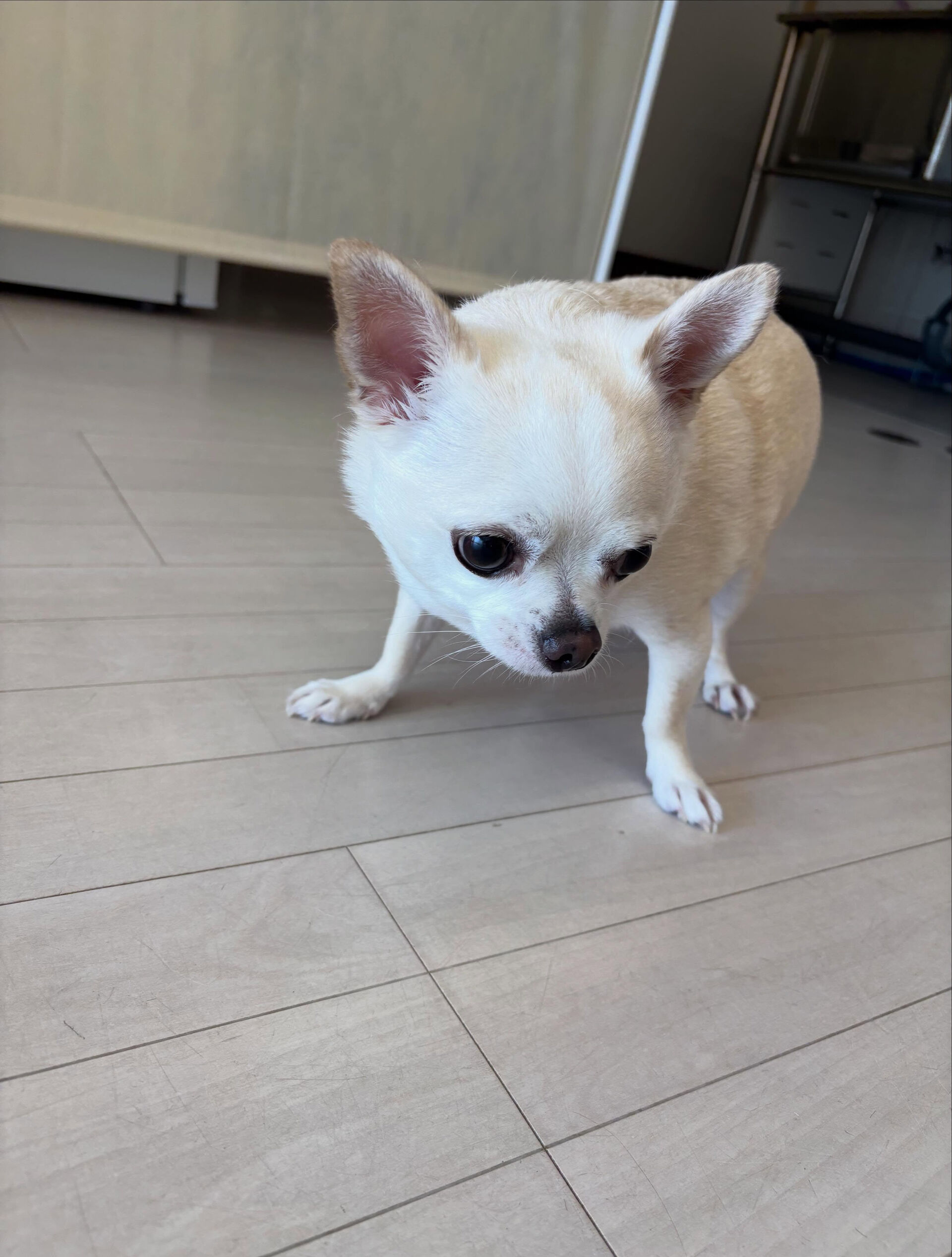 チワワのれもん君