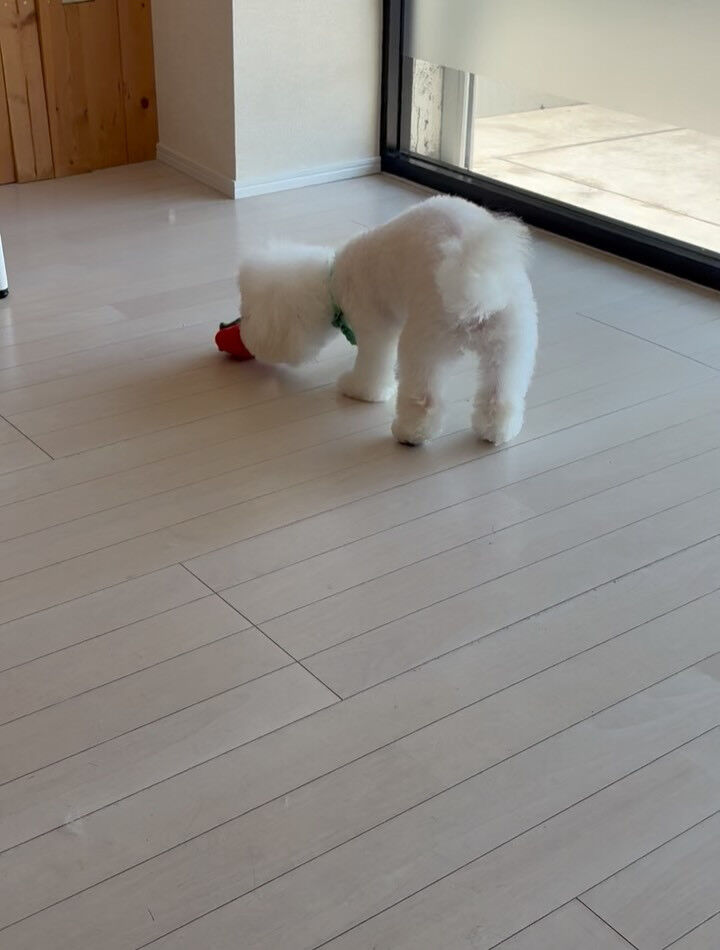 ビションフリーゼのもふ君