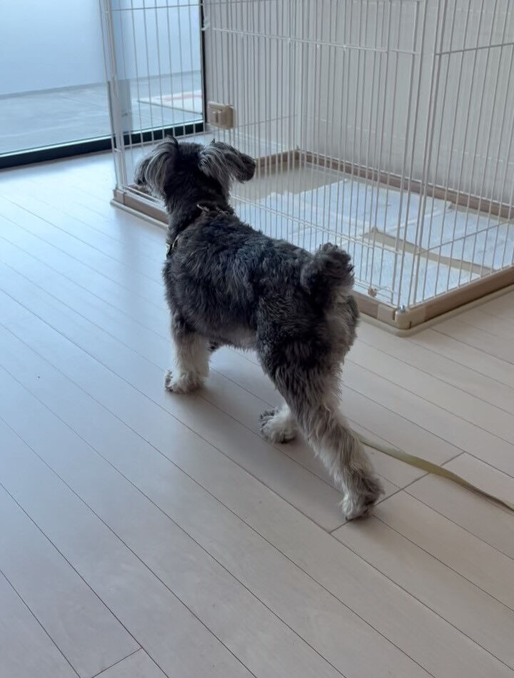 シュナウザーのルンちゃん