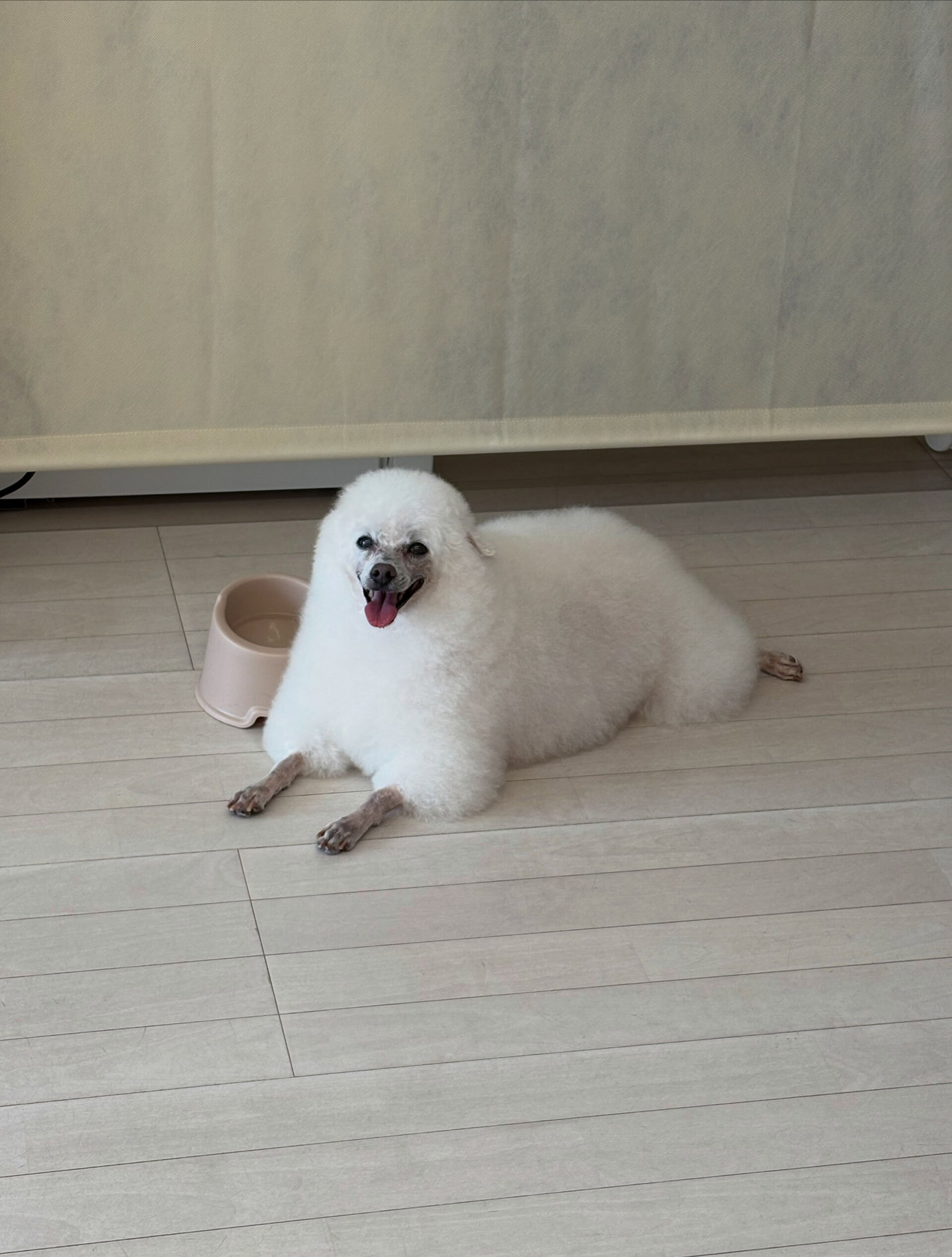 プードルのヴィーナスちゃん