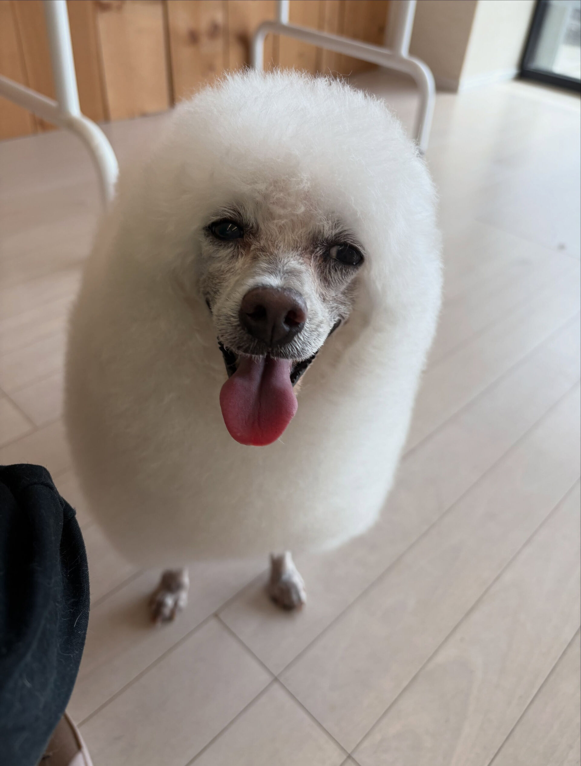 プードルのヴィーナスちゃん