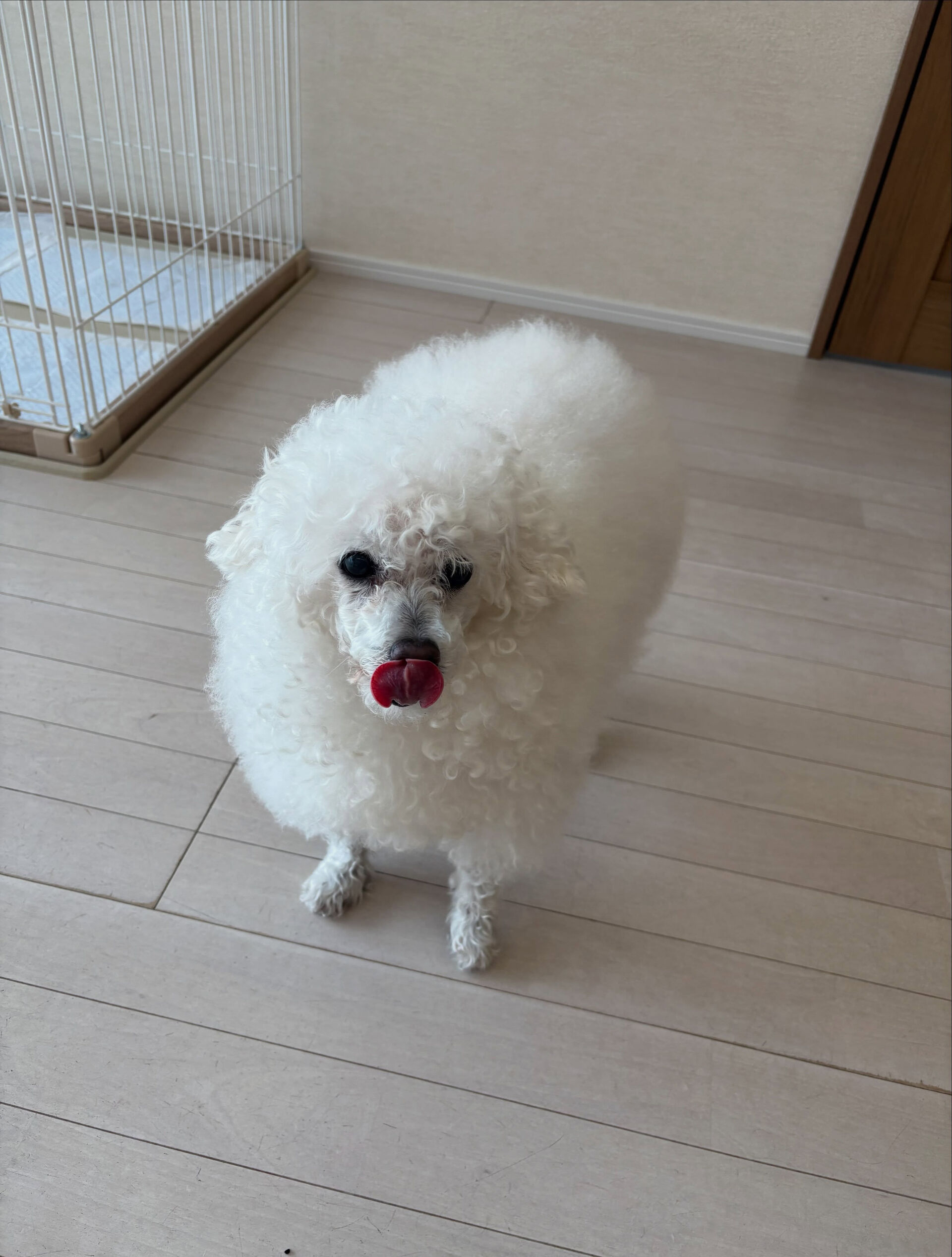 プードルのヴィーナスちゃん