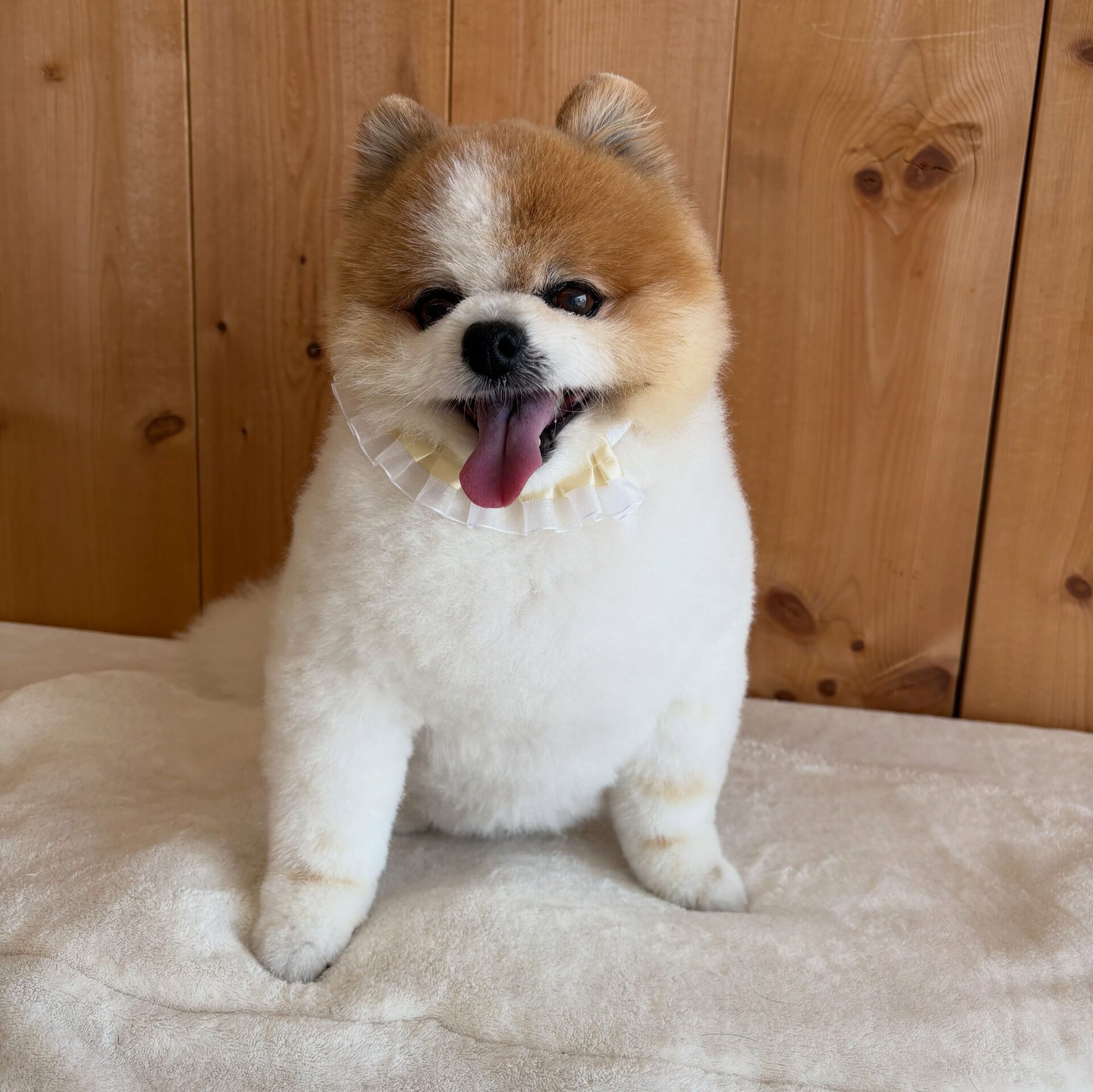 ポメラニアンのはなまるちゃん
