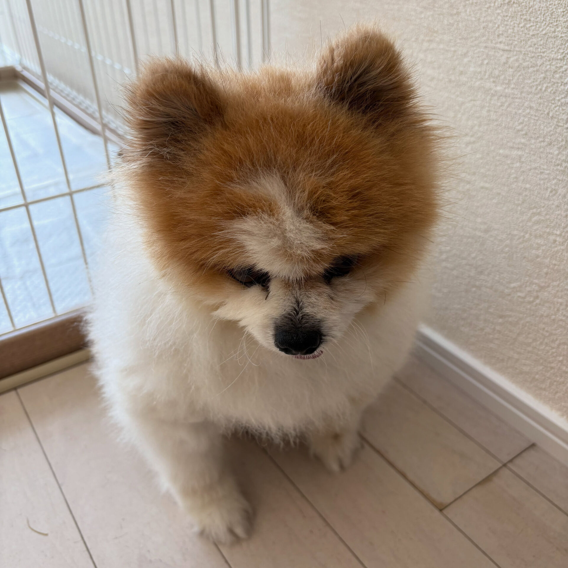 ポメラニアンのはなまるちゃん