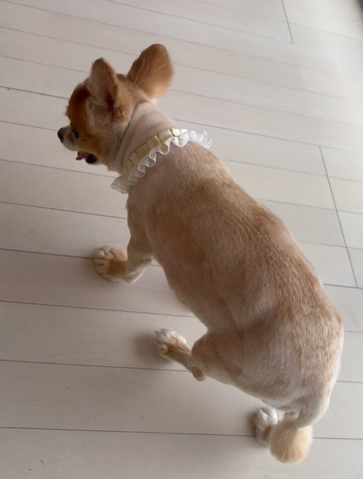 チワワのねねちゃん