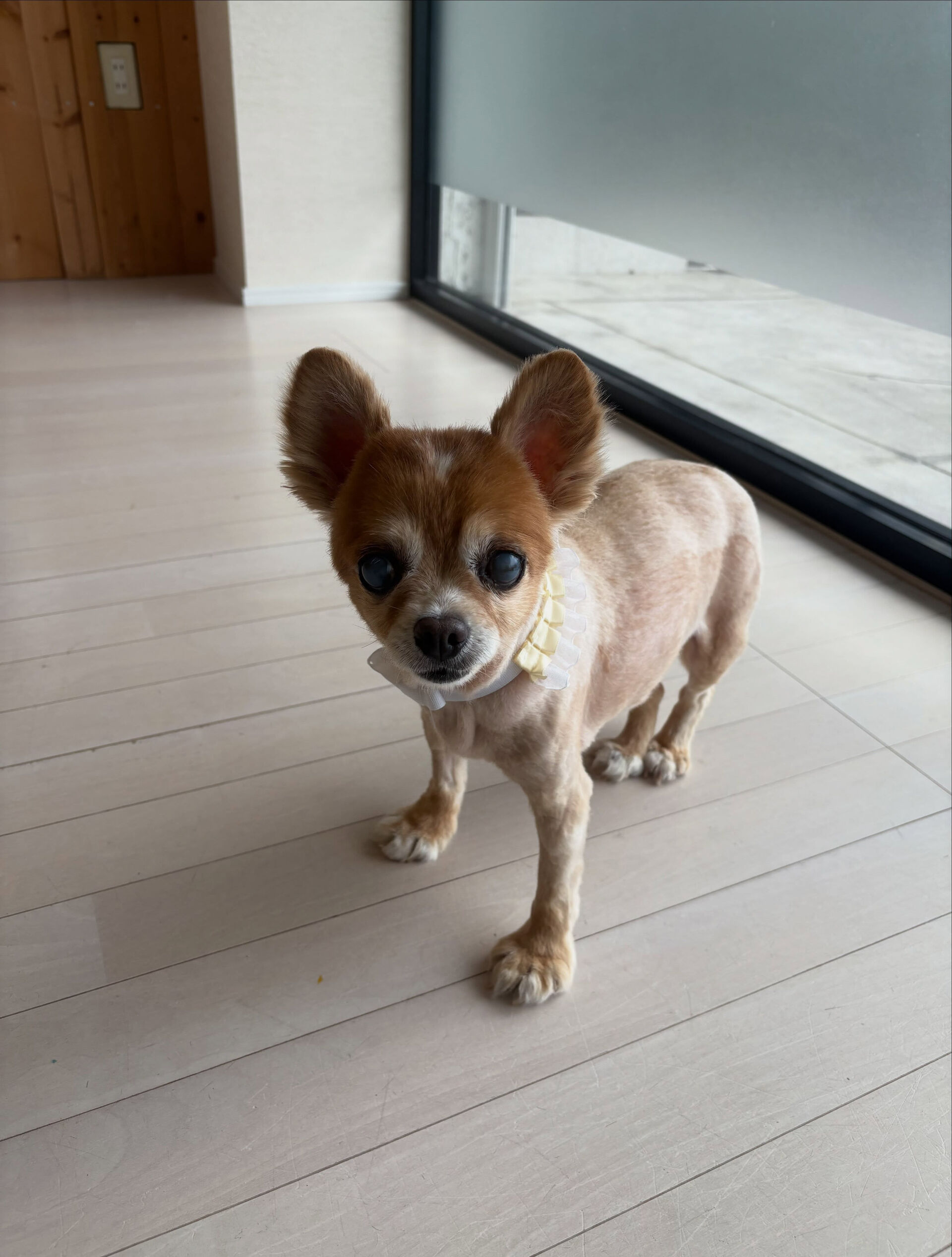 チワワのねねちゃん
