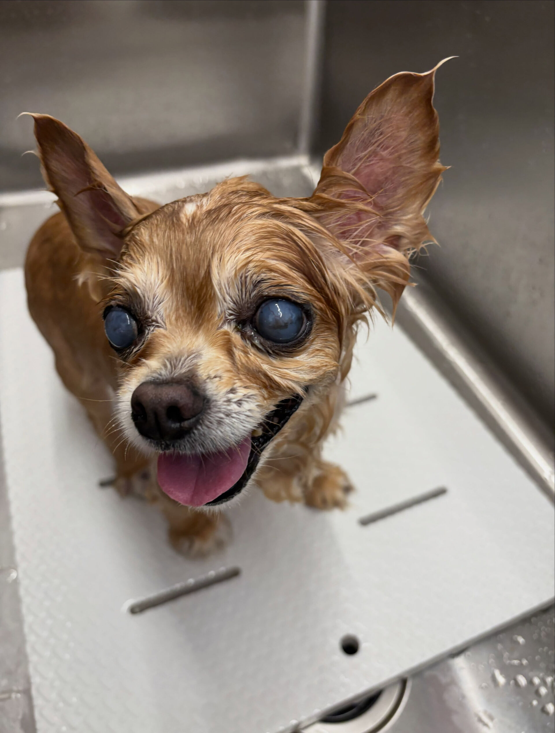 チワワのねねちゃん