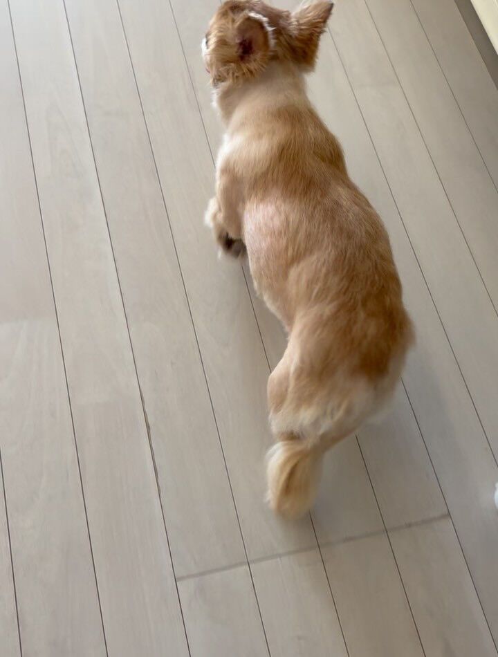 チワワのねねちゃん
