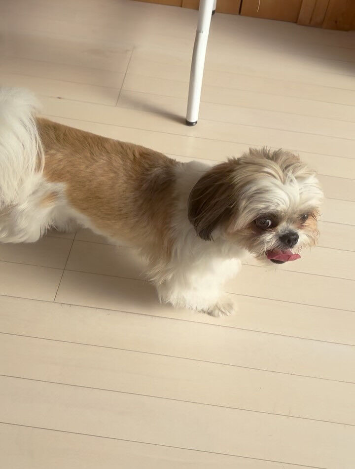 シーズーのチャーちゃん