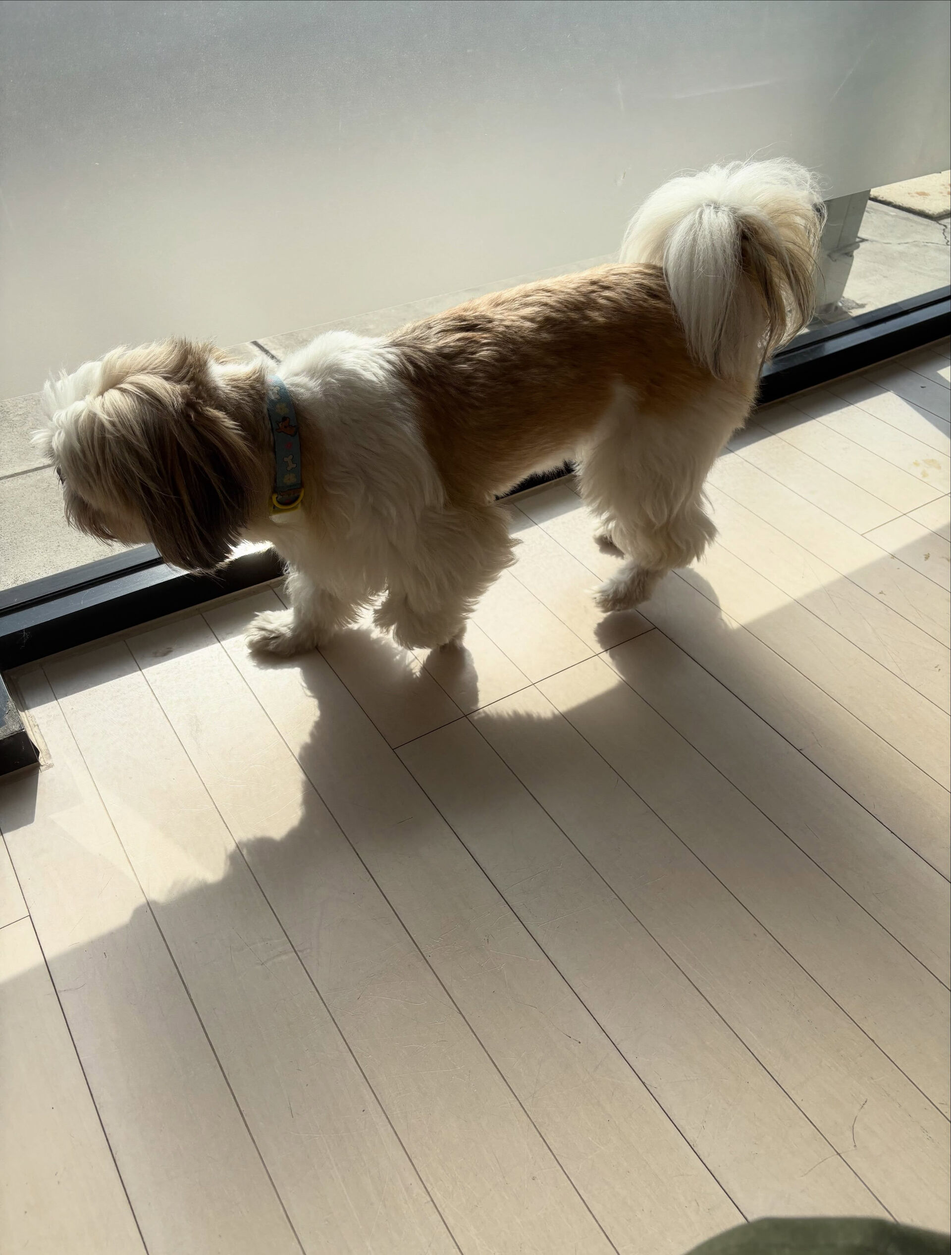 シーズーのチャーちゃん