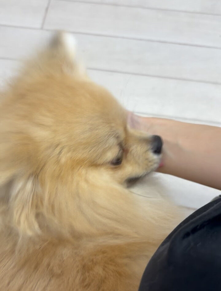 ポメラニアンのコロ助くん