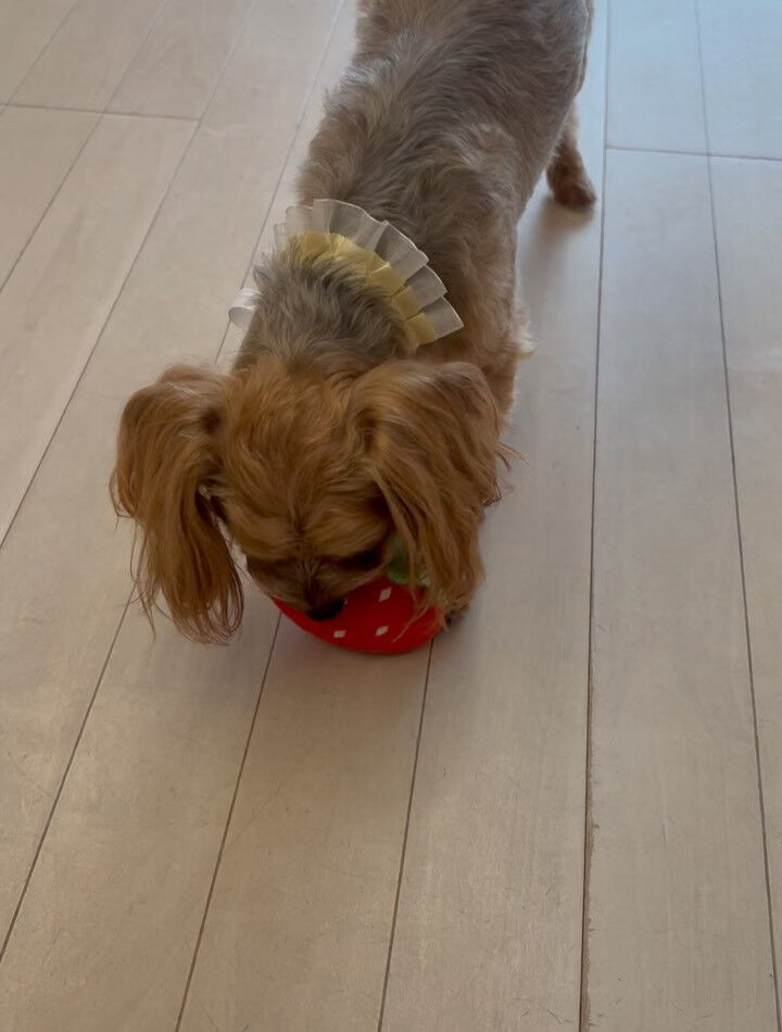 ミックスのベルちゃん