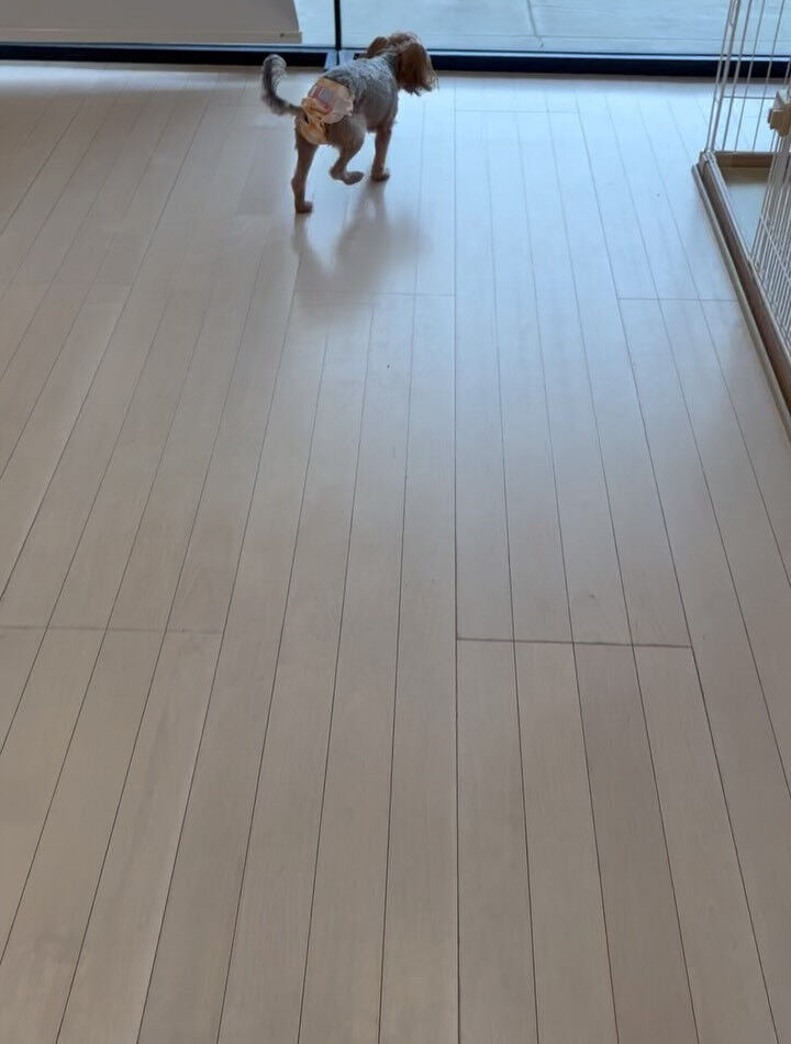 ミックスのベルちゃん