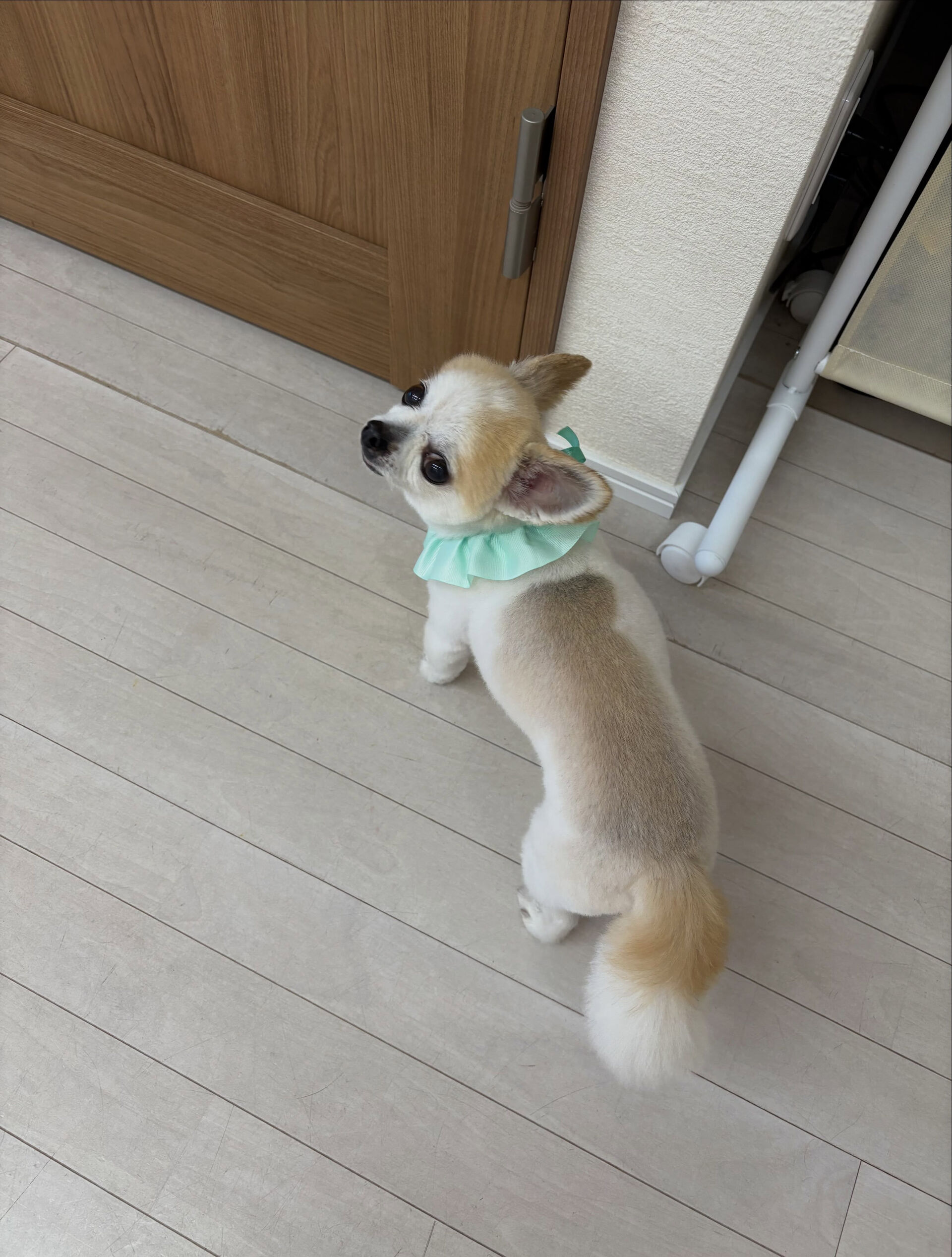 チワワのりく君
