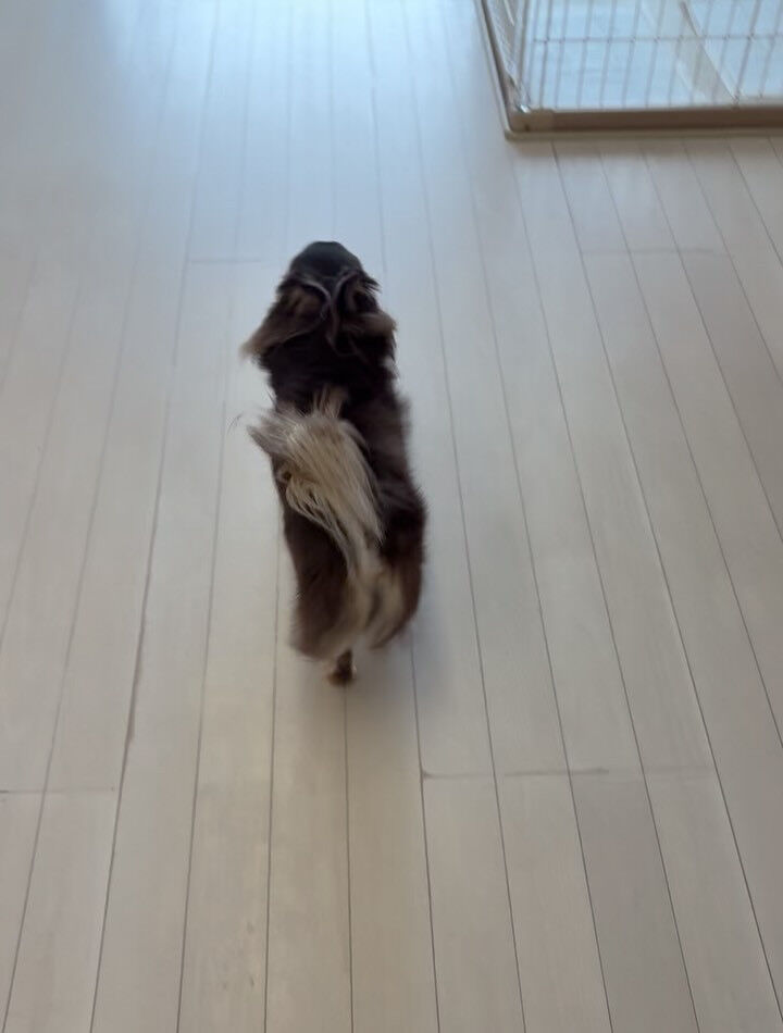 チワワのラヴィちゃん