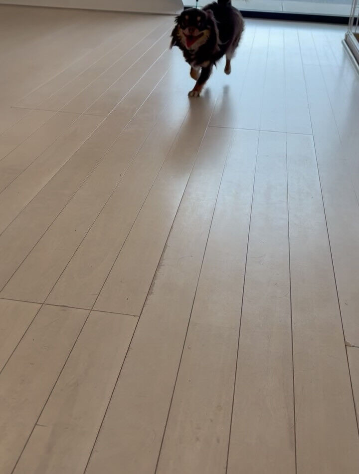 チワワのラヴィちゃん