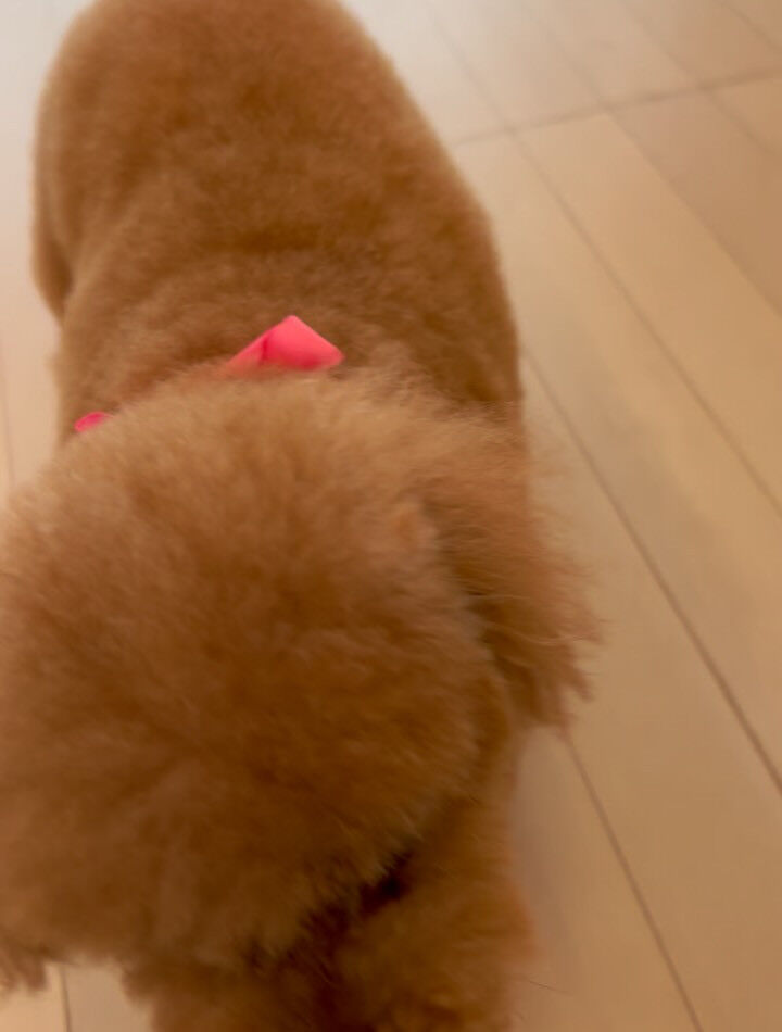 トイプードルのアリスちゃん