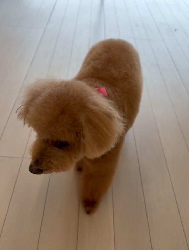 トイプードルのアリスちゃん