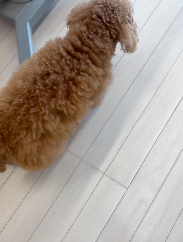 トイプードルのアリスちゃん