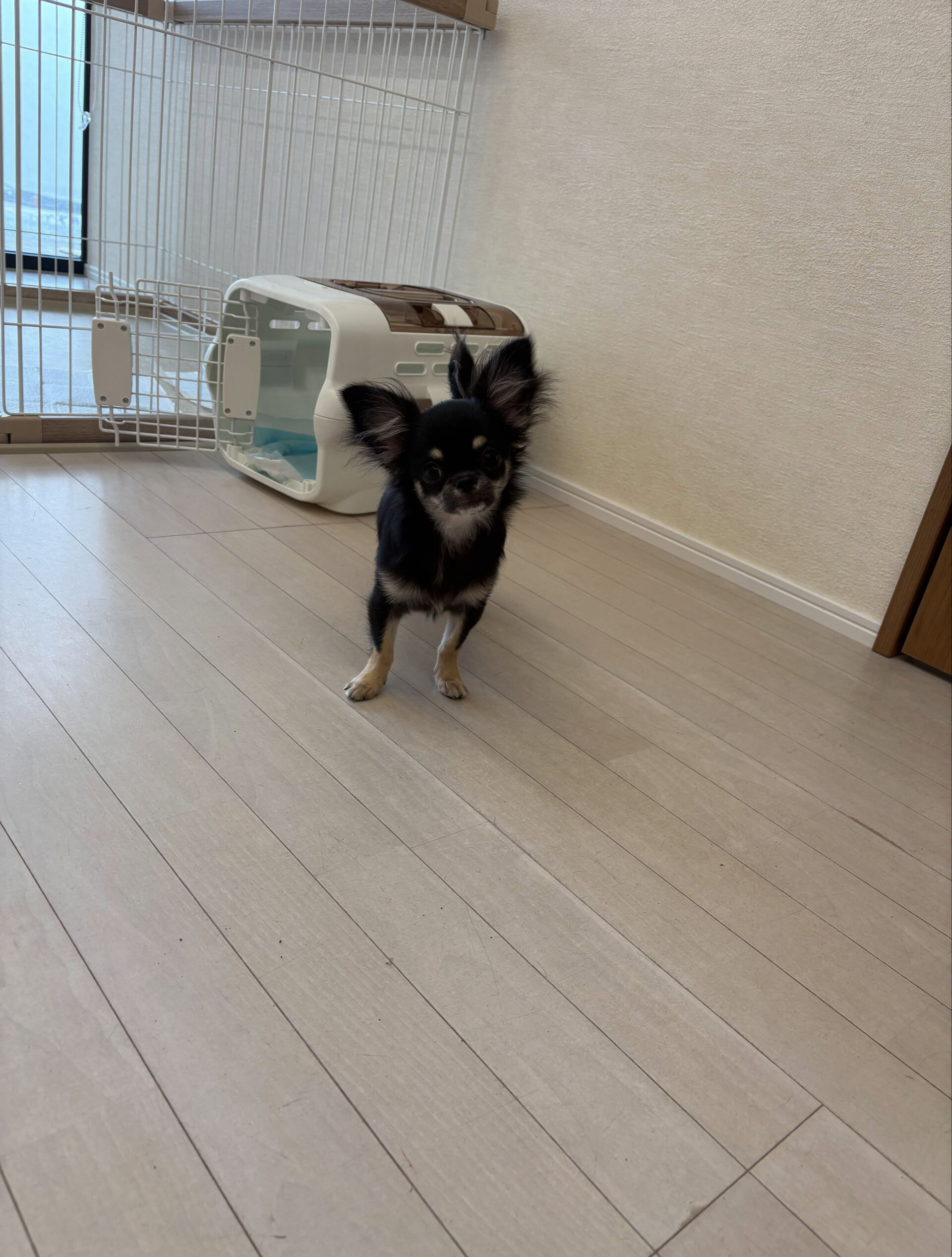 チワワのりんちゃん