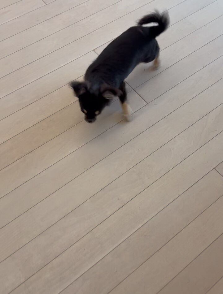 チワワのりんちゃん