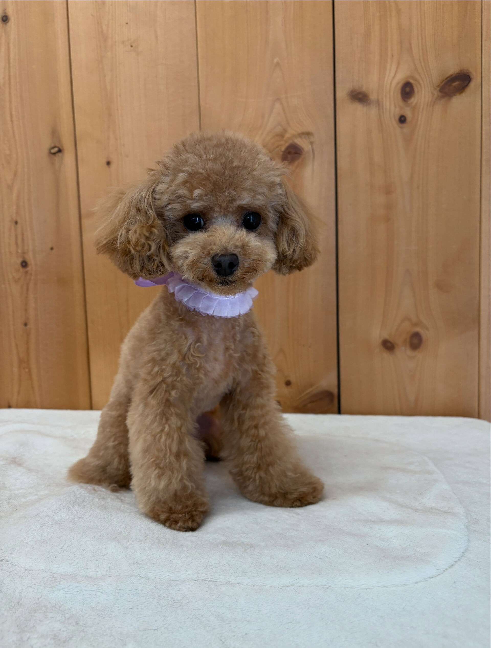 トイプードルのはぴちゃん