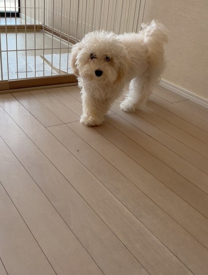 ミックスのまる君
