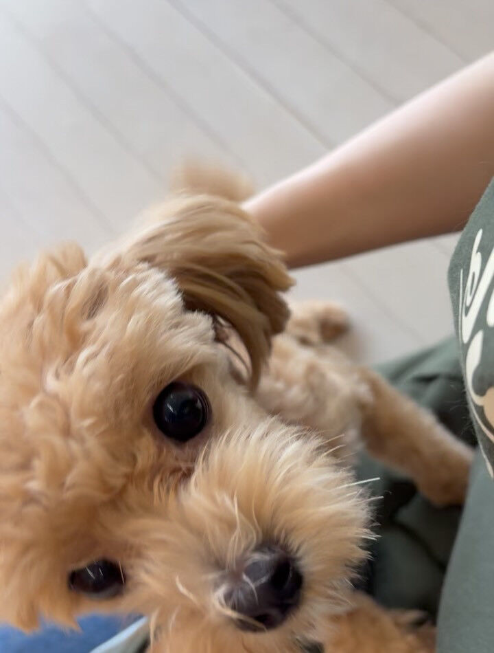 ミックスのきなこちゃん