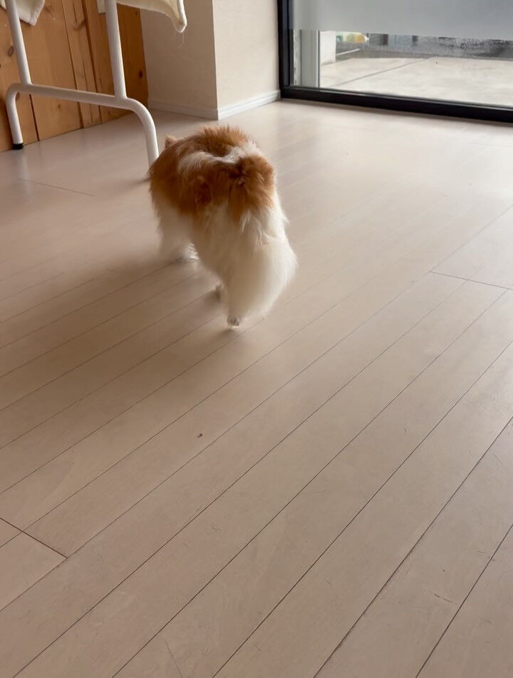 チワワのアラン君