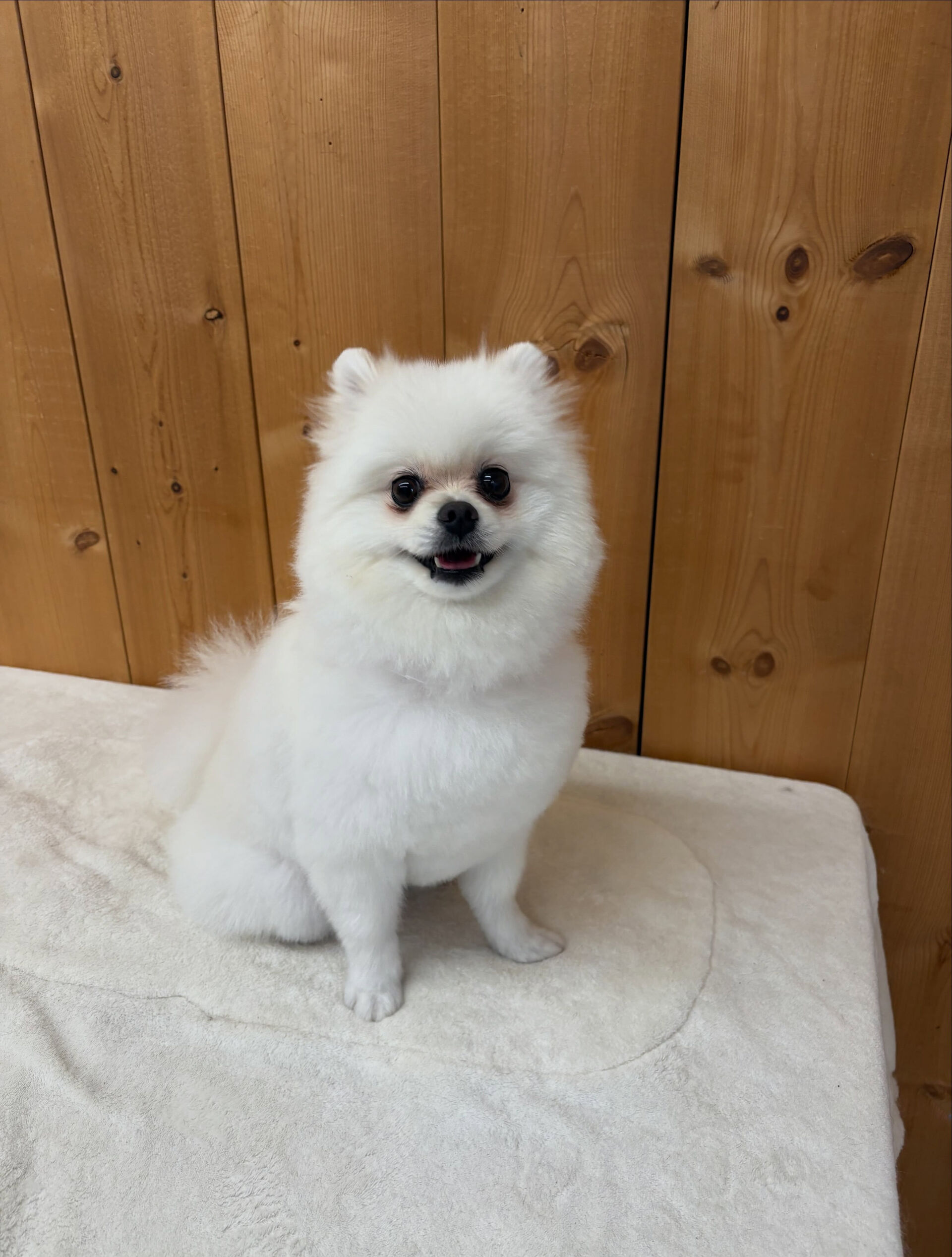 ポメラニアンのだんてちゃん