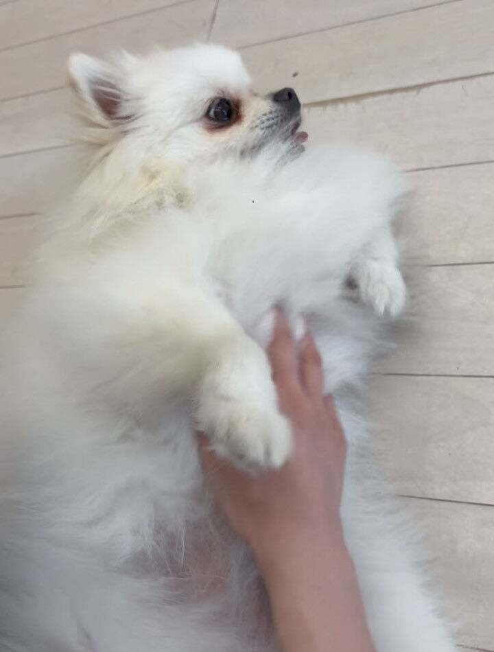 ポメラニアンのだんてちゃん