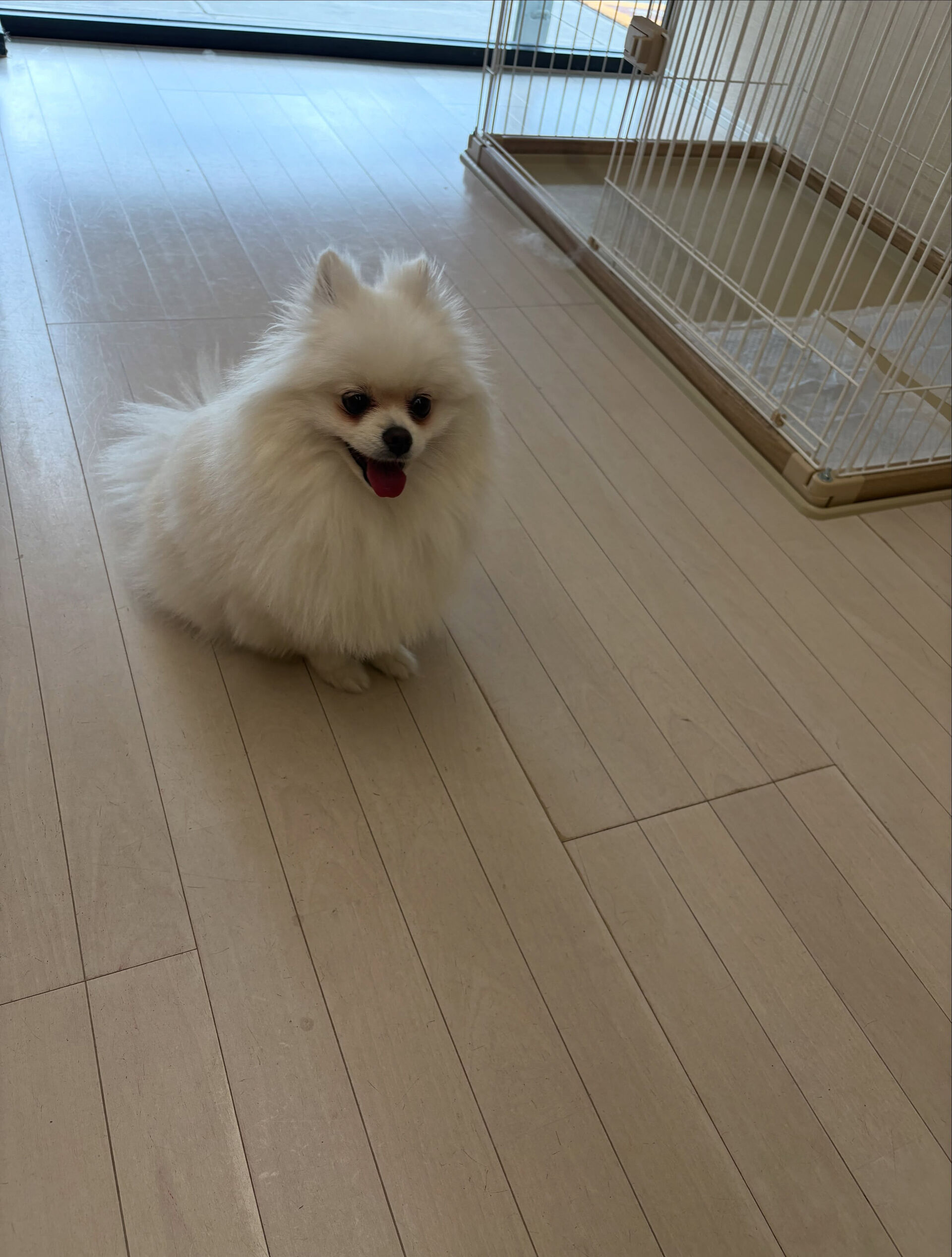 ポメラニアンのだんてちゃん