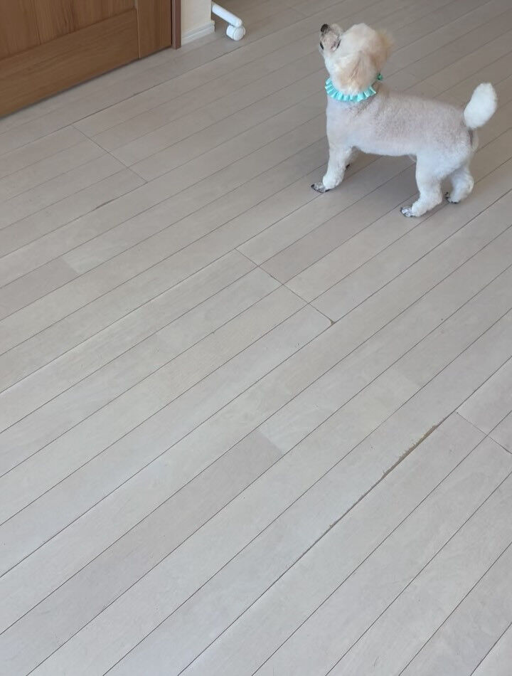 プードルのリペズ君