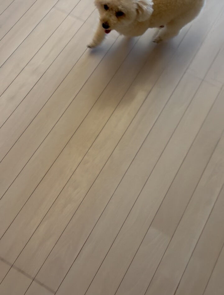 プードルのリペズ君
