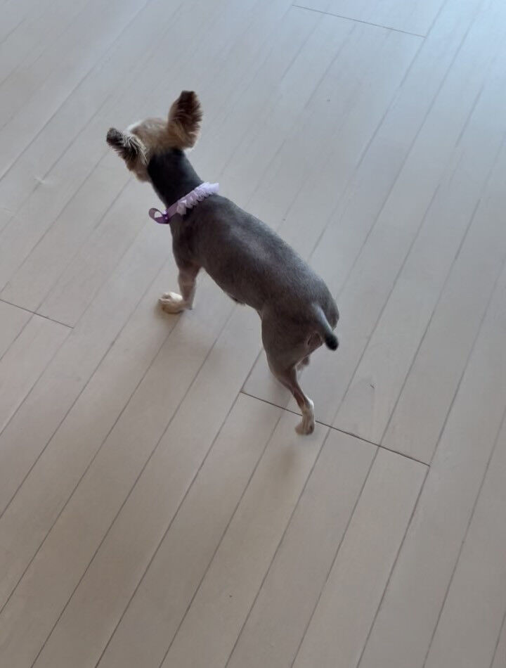 ヨークシャテリアのミューズちゃん