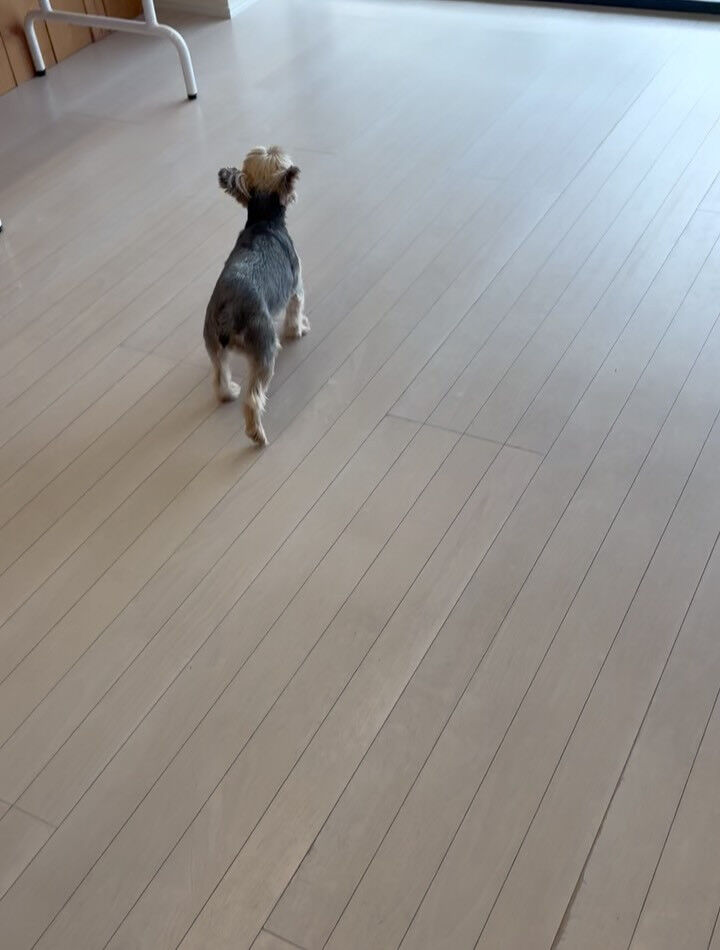 ヨークシャテリアのミューズちゃん