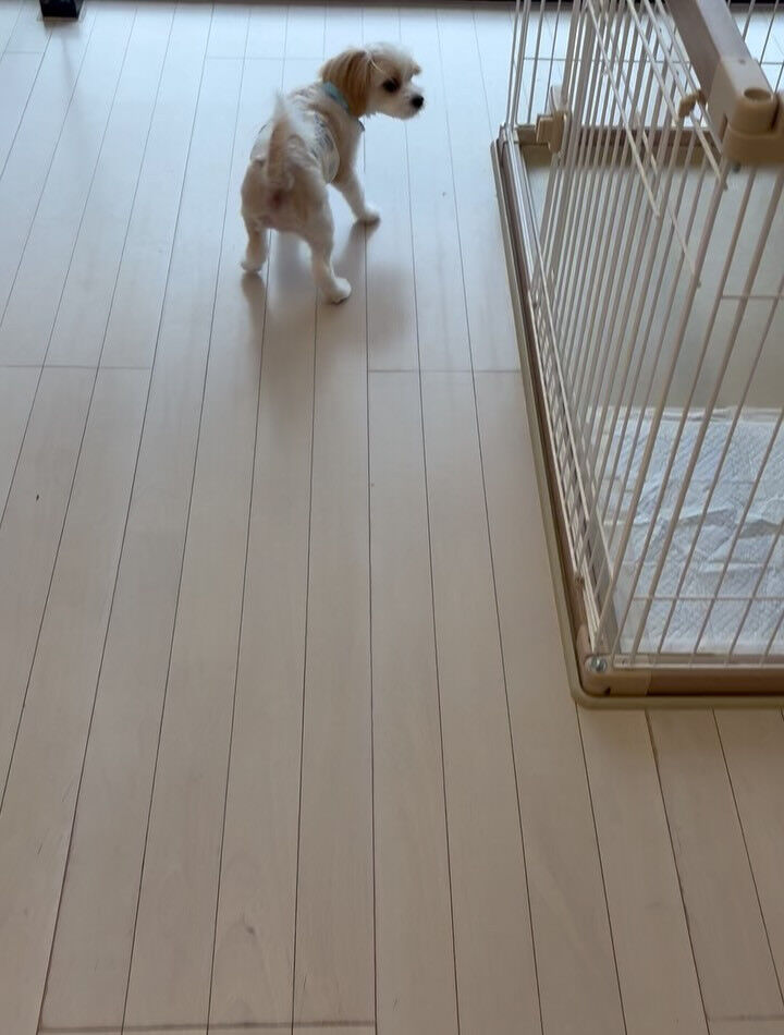 ミックスのベネ君